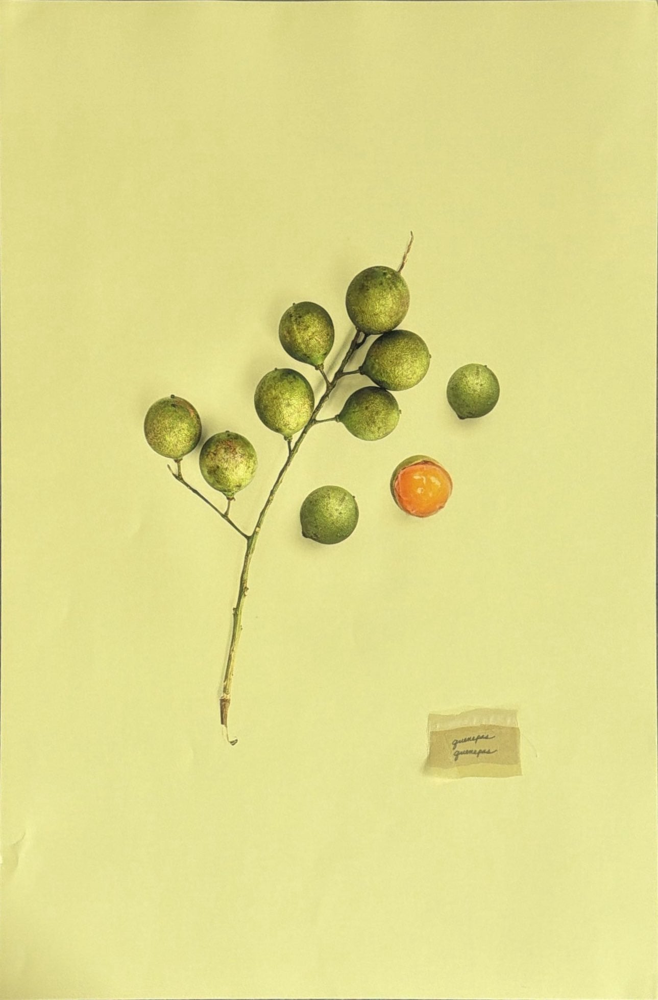 Quenepas no. 2 (Bodega Foods Series)